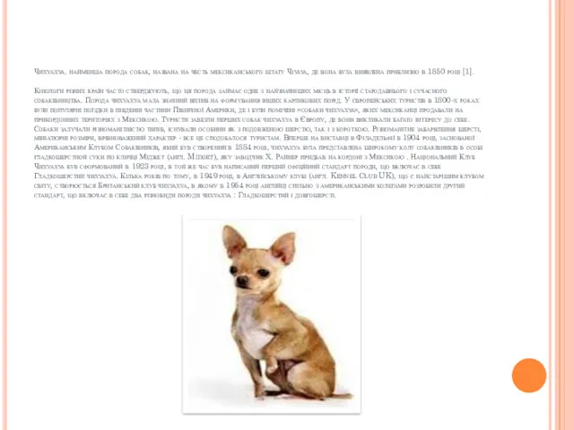 Чихуахуа. найменша порода собак, названа на честь мексиканського штату Чіуауа,