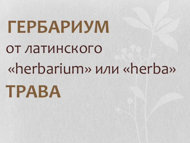 ГЕРБАРИУМ от латинского «herbarium» или «herba» ТРАВА