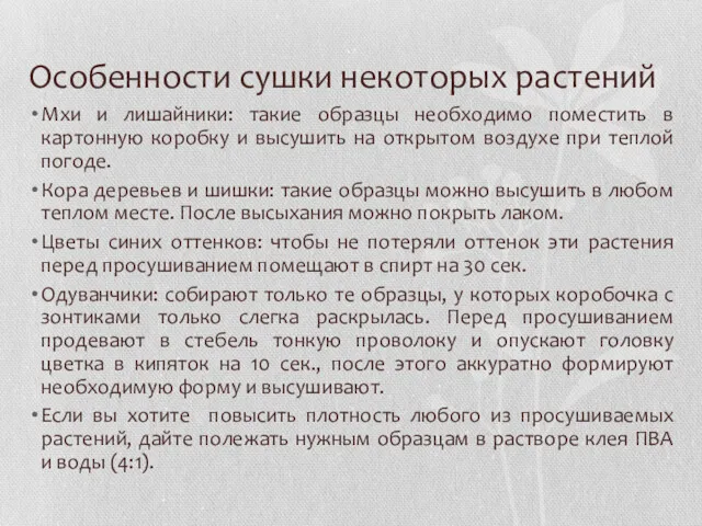 Особенности сушки некоторых растений Мхи и лишайники: такие образцы необходимо