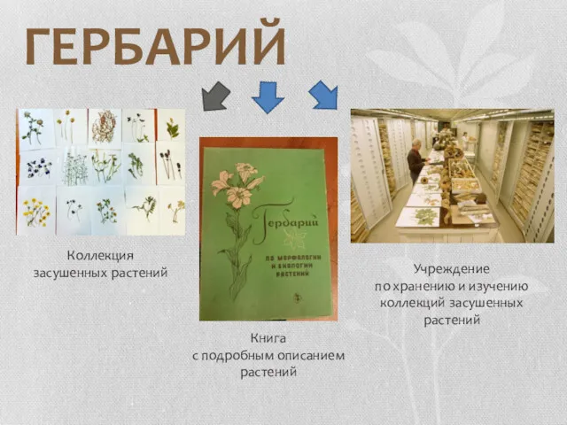 ГЕРБАРИЙ Коллекция засушенных растений Книга с подробным описанием растений Учреждение
