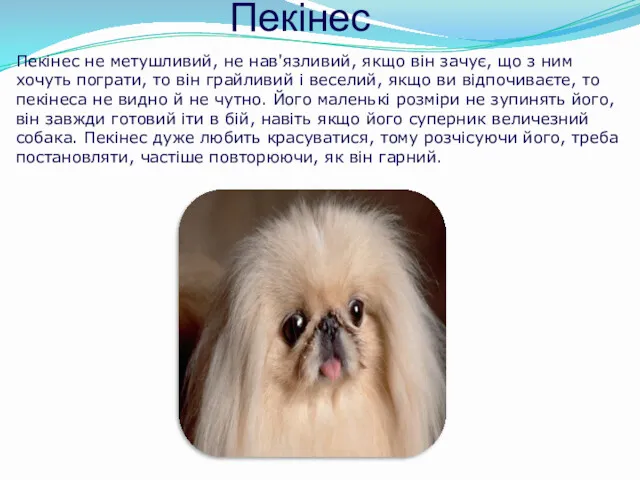 Пекінес Пекінес не метушливий, не нав'язливий, якщо він зачує, що