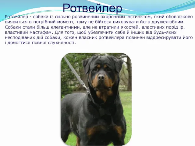 Ротвейлер Ротвейлер - собака із сильно розвиненим охоронним інстинктом, який