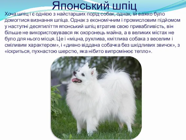 Японський шпіц Хоча шпіц і є однією з найстарших порід