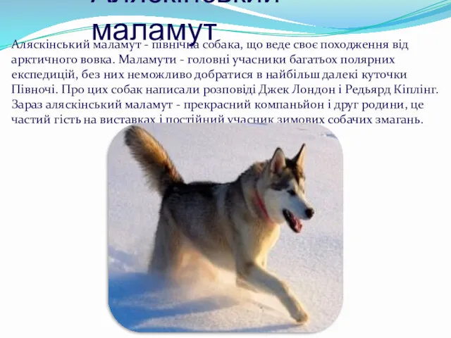 Аляскінський маламут Аляскінський маламут - північна собака, що веде своє