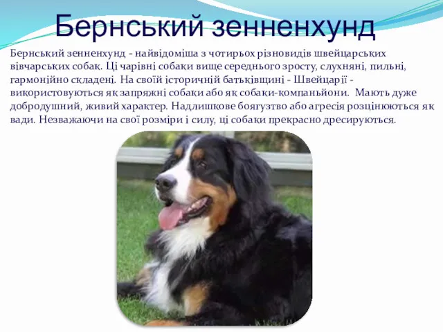 Бернський зенненхунд Бернський зенненхунд - найвідоміша з чотирьох різновидів швейцарських