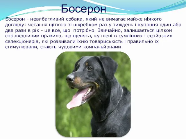 Босерон Босерон - невибагливий собака, який не вимагає майже ніякого