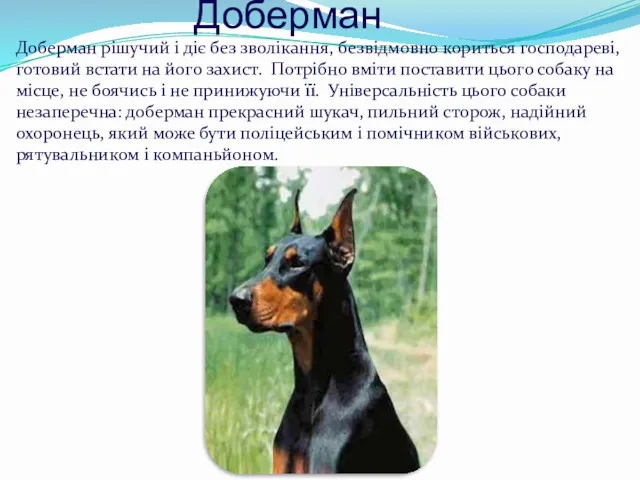 Доберман Доберман рішучий і діє без зволікання, безвідмовно кориться господареві,