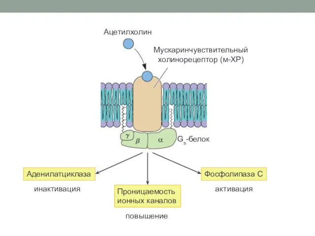 Ацетилхолин Мускаринчувствительный холинорецептор (м-ХР) Gs-белок Аденилатциклаза Фосфолипаза С Проницаемость ионных каналов инактивация активация повышение