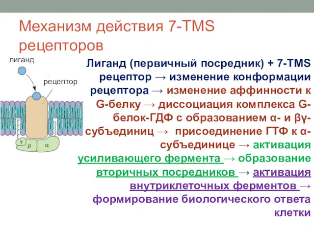 Механизм действия 7-TMS рецепторов Лиганд (первичный посредник) + 7-TMS рецептор