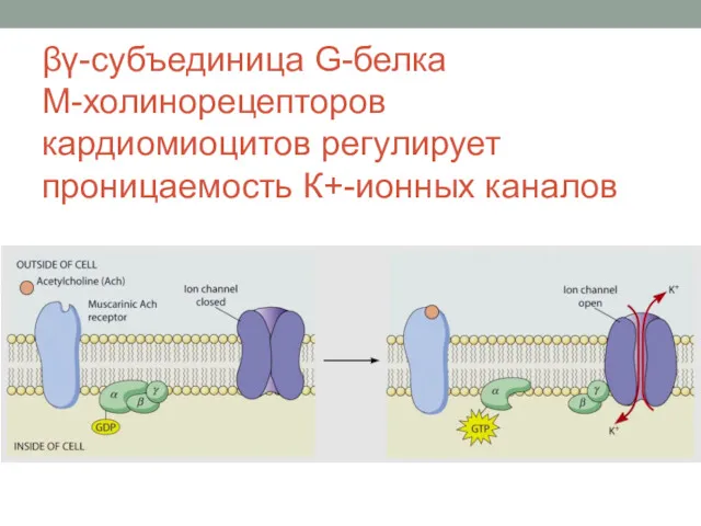 βγ-субъединица G-белка М-холинорецепторов кардиомиоцитов регулирует проницаемость К+-ионных каналов