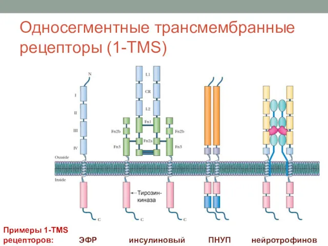 Односегментные трансмембранные рецепторы (1-TMS)