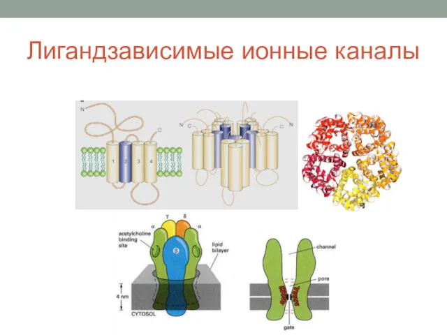 Лигандзависимые ионные каналы