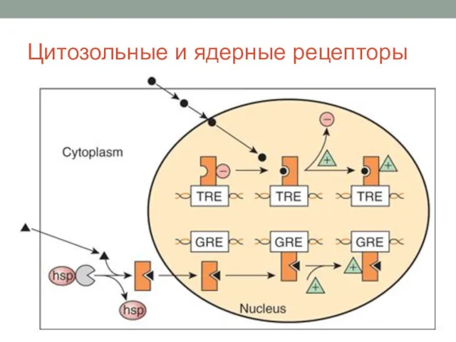 Цитозольные и ядерные рецепторы