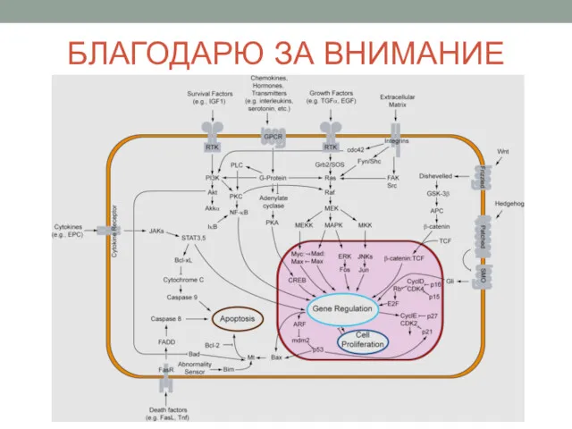 БЛАГОДАРЮ ЗА ВНИМАНИЕ