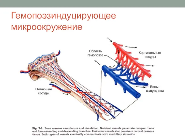 Гемопоэзиндуцирующее микроокружение