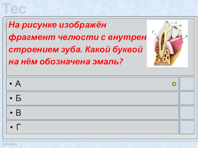 22.03.2016 На рисунке изображён фрагмент челюсти с внутренним строением зуба. Какой буквой на