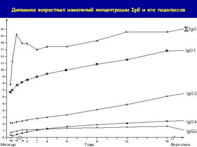 Динамика возрастных изменений концентрации IgG и его подклассов