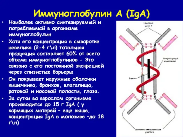 Иммуноглобулин А (IgA) Наиболее активно синтезируемый и потребляемый в организме