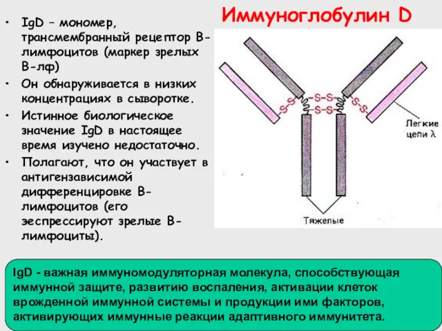 Иммуноглобулин D IgD – мономер, трансмембранный рецептор В-лимфоцитов (маркер зрелых