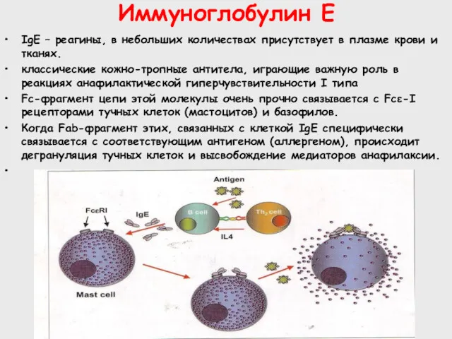 Иммуноглобулин Е IgE – реагины, в небольших количествах присутствует в