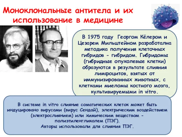 Моноклональные антитела и их использование в медицине В 1975 году