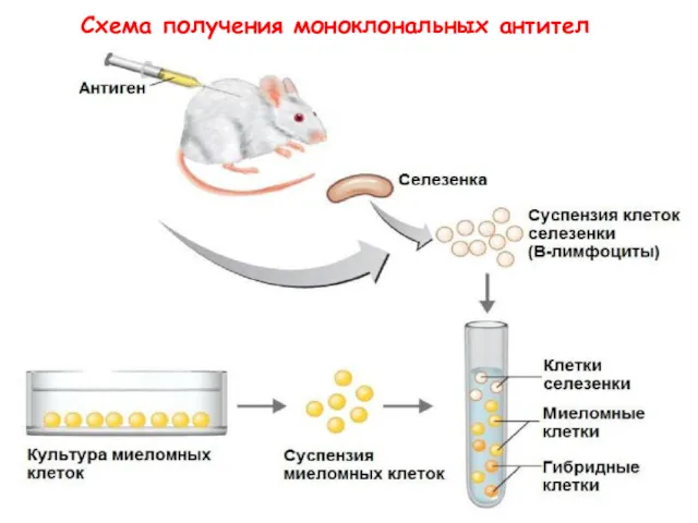 Схема получения моноклональных антител