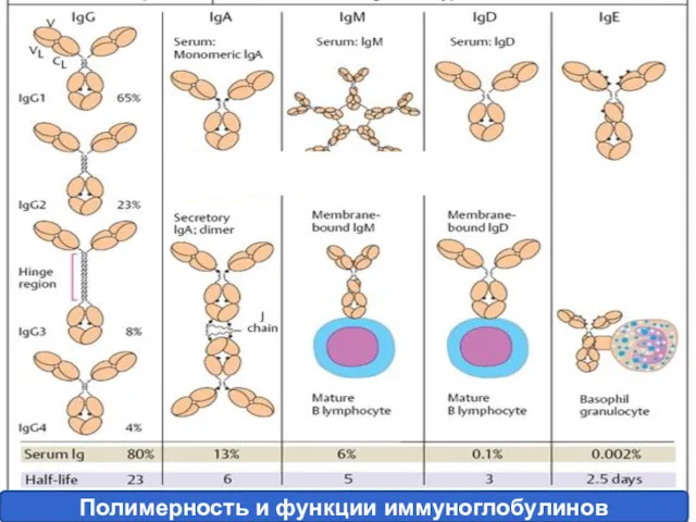 Полимерность и функции иммуноглобулинов