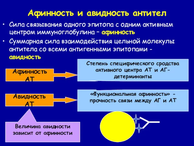 Афинность и авидность антител Сила связывания одного эпитопа с одним