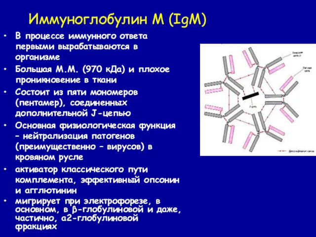 Иммуноглобулин М (IgM) В процессе иммунного ответа первыми вырабатываются в