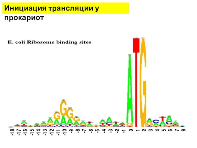 Инициация трансляции у прокариот