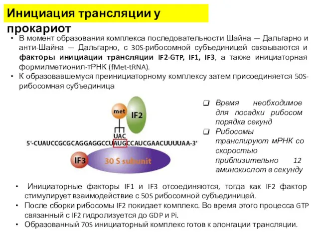 В момент образования комплекса последовательности Шайна — Дальгарно и анти-Шайна — Дальгарно, с