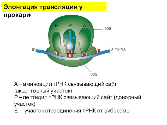 Элонгация трансляции у прокариот А – аминоацил тРНК связывающий сайт (акцепторный участок) Р