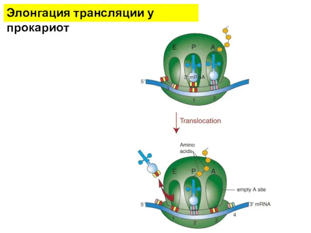 Элонгация трансляции у прокариот