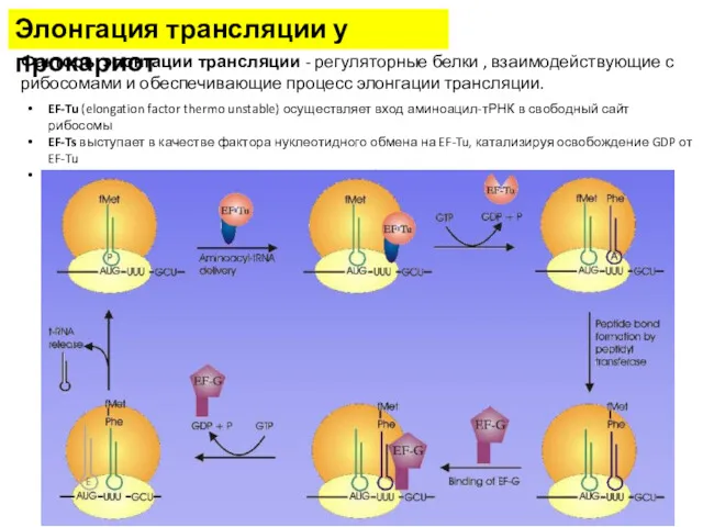 Элонгация трансляции у прокариот Факторы элонгации трансляции - регуляторные белки , взаимодействующие с