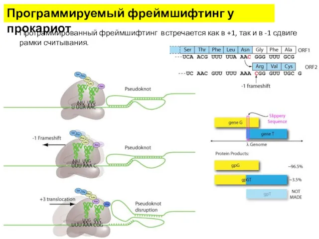 Программируемый фреймшифтинг у прокариот Программированный фреймшифтинг встречается как в +1, так и в