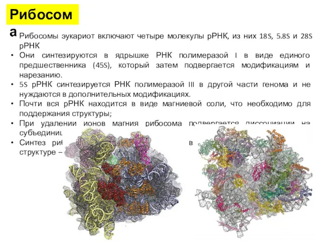 Рибосомы эукариот включают четыре молекулы рРНК, из них 18S, 5.8S