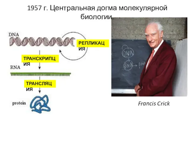 1957 г. Центральная догма молекулярной биологии. Francis Crick РЕПЛИКАЦИЯ ТРАНСКРИПЦИЯ ТРАНСЛЯЦИЯ