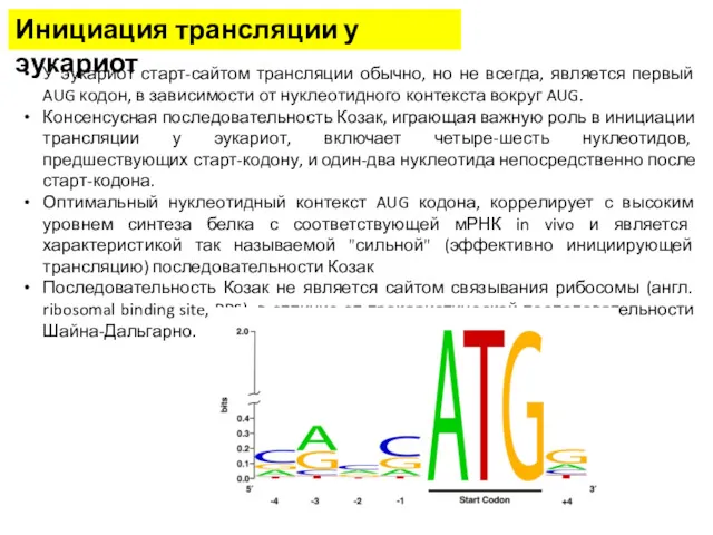 Инициация трансляции у эукариот У эукариот старт-сайтом трансляции обычно, но не всегда, является