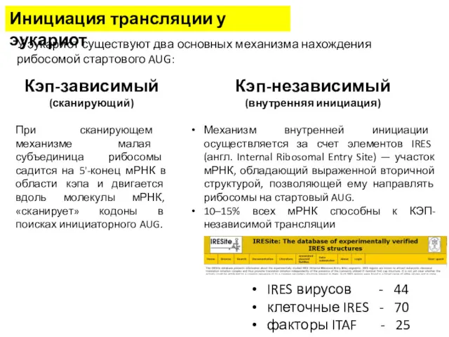 Инициация трансляции у эукариот У эукариот существуют два основных механизма нахождения рибосомой стартового