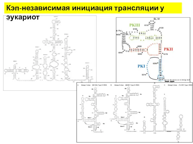 Кэп-независимая инициация трансляции у эукариот