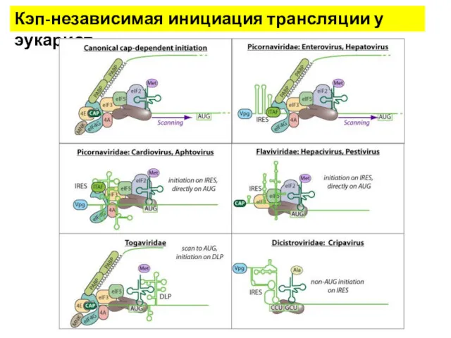 Кэп-независимая инициация трансляции у эукариот