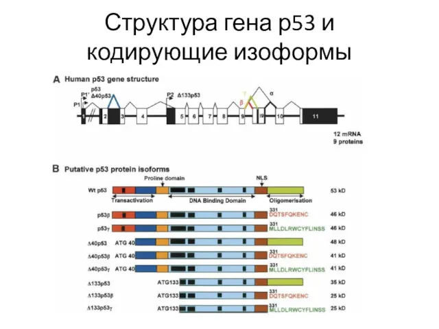 Структура гена р53 и кодирующие изоформы