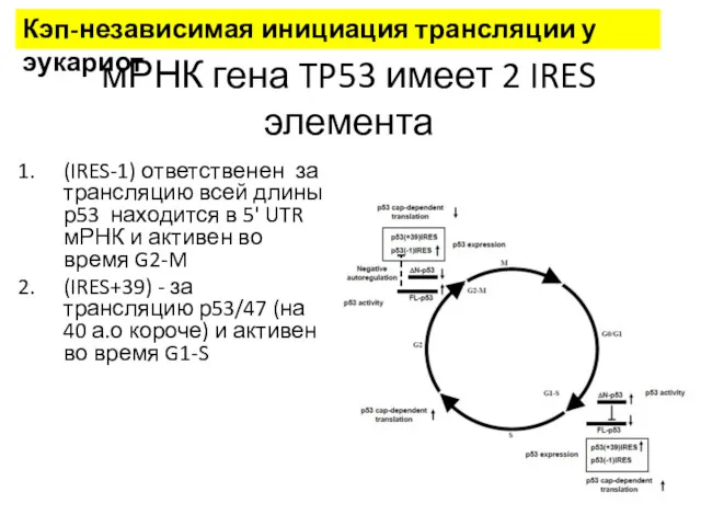 мРНК гена TP53 имеет 2 IRES элемента (IRES-1) ответственен за