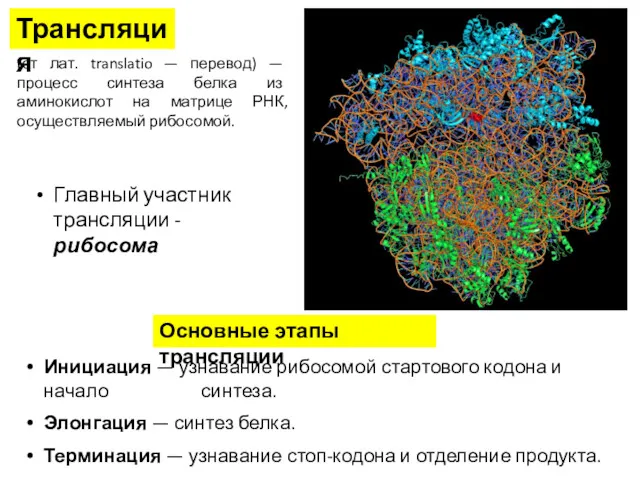 (от лат. translatio — перевод) — процесс синтеза белка из аминокислот на матрице