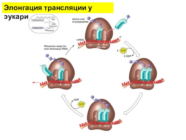 Элонгация трансляции у эукариот