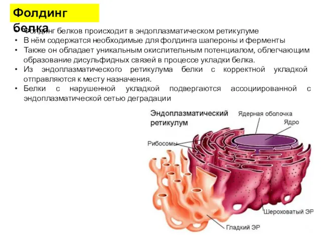 Фолдинг белка Фолдинг белков происходит в эндоплазматическом ретикулуме В нём содержатся необходимые для