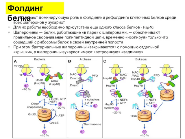 Фолдинг белка Hsp70 играют доминирующую роль в фолдинге и рефолдинге клеточных белков среди