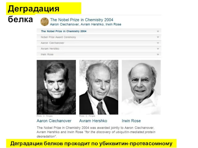 Деградация белка Деградация белков проходит по убиквитин-протеасомному пасвею