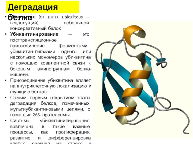 Деградация белка Убиквити́н (от англ. ubiquitous — вездесущий) — небольшой консервативный белок Убиквитинирование