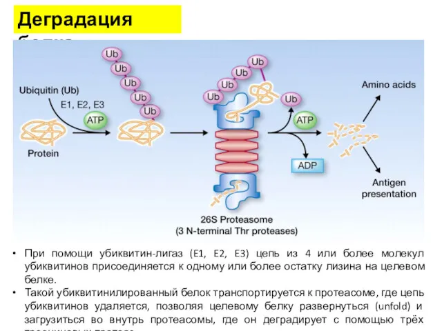 Деградация белка При помощи убиквитин-лигаз (E1, E2, E3) цепь из 4 или более